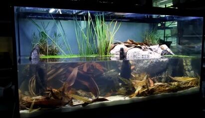 Decorating a turtle tank: A Comprehensive Guide –